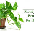 10 Benefits of Money Plants: From Air Purification to Prosperity